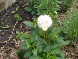 fleur_variee_20211127_1078579591